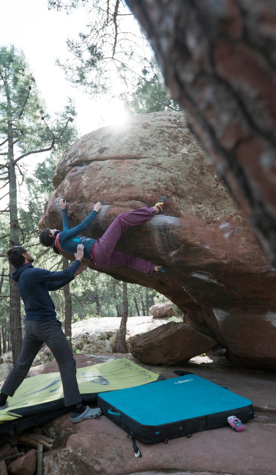 New Double Beal alba